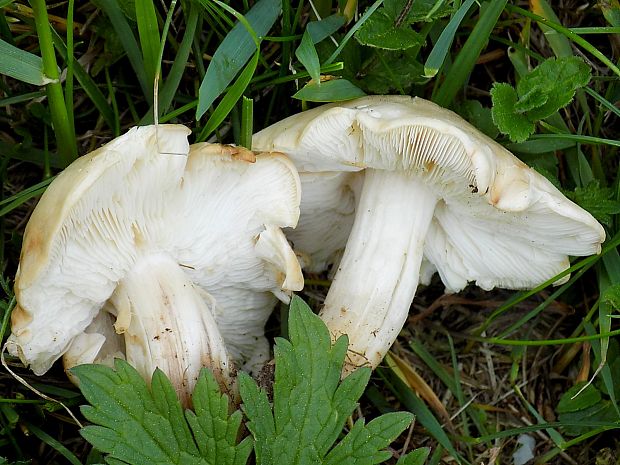 čírovnica májová Calocybe gambosa (Fr.) Donk