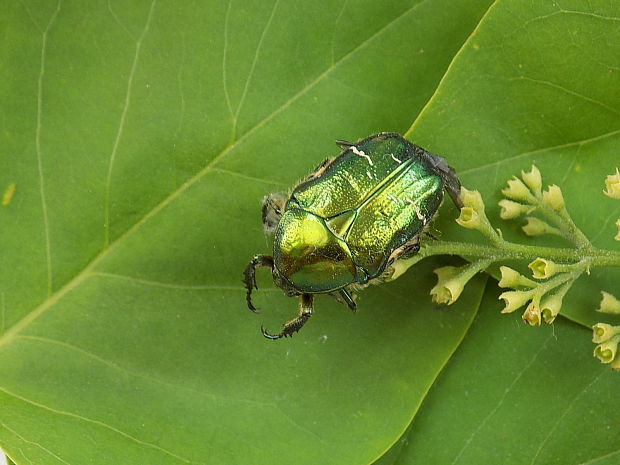 zlatoň obyčajny. Cetonia aurata