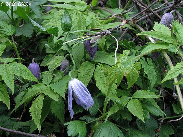 plamienok alpínsky Clematis alpina (L.) Mill.