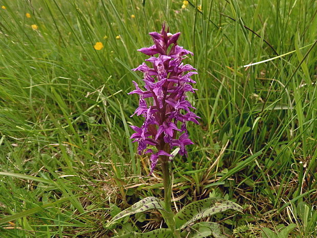 vstavačovec májový pravý Dactylorhiza majalis subsp. majalis (Reincherb.) Hunt & Summerh.