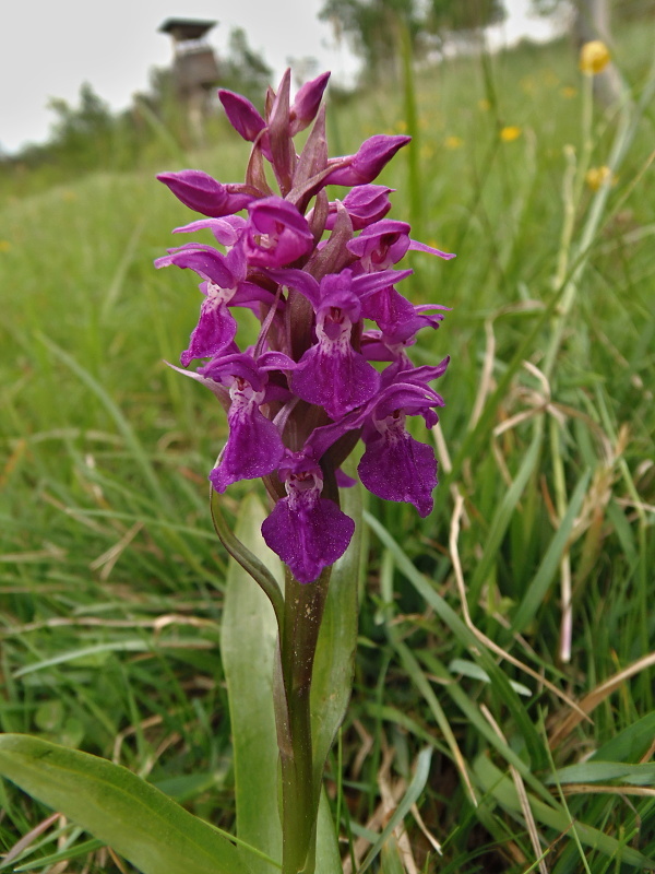 vstavačovec májový pravý Dactylorhiza majalis subsp. majalis (Reincherb.) Hunt & Summerh.