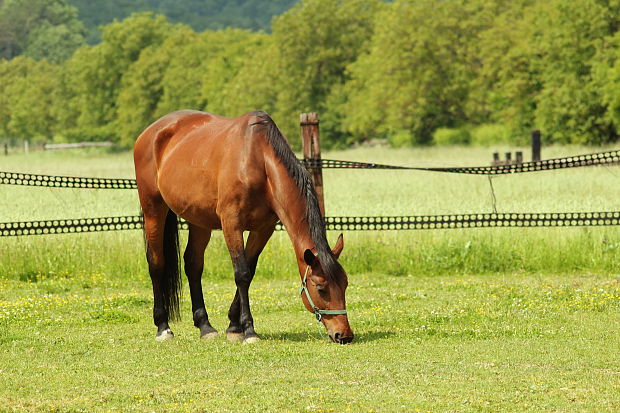 kôň Equus