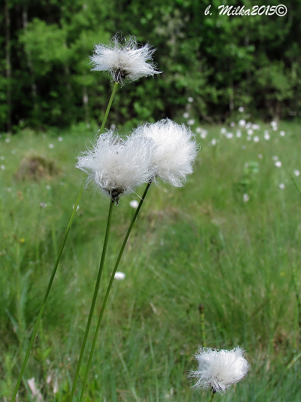 páperník pošvatý Eriophorum vaginatum L.