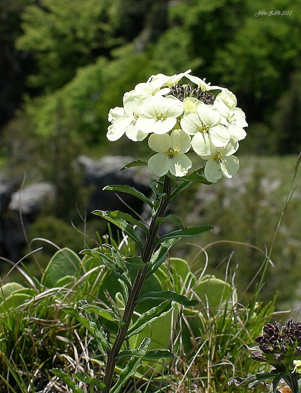 horčičník wittmannov Erysimum wittmannii Zaw.