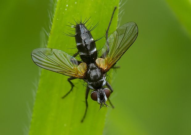 bystruša Gastrolepta anthracina