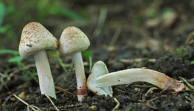 vláknica Inocybe sp.