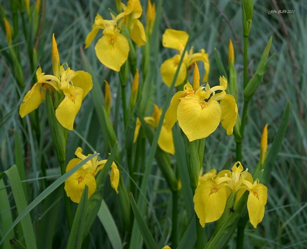 kosatec žltý Iris pseudacorus L.