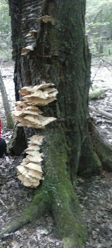 sírovec obyčajný Laetiporus sulphureus (Bull.) Murrill