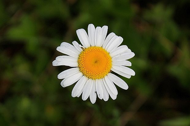 margaréta biela Leucanthemum vulgare Lam.