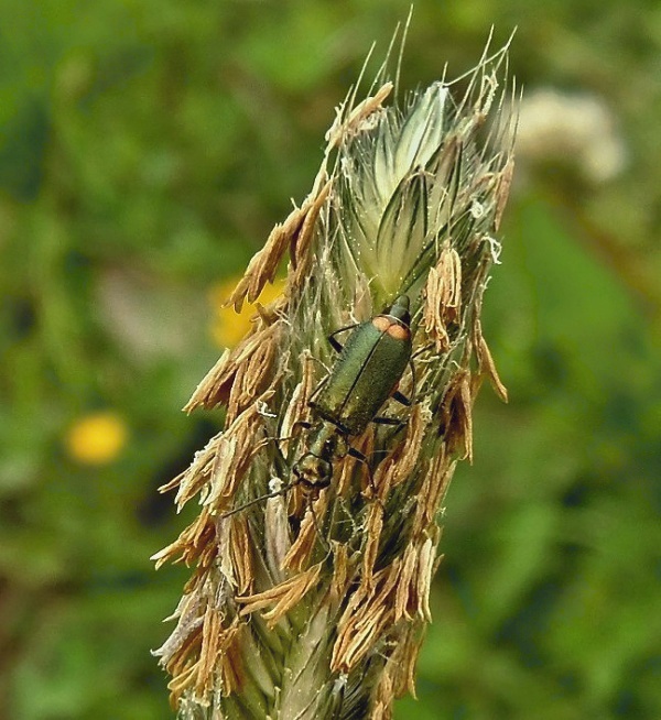 bradavičník dvojskvrnný (cz) Malachius bipustulatus