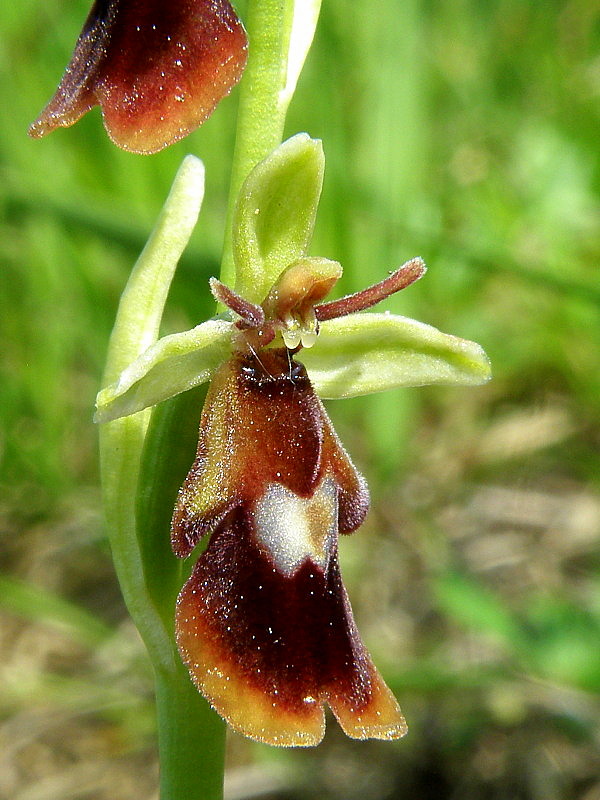 hmyzovník muchovitý Ophrys insectifera L.