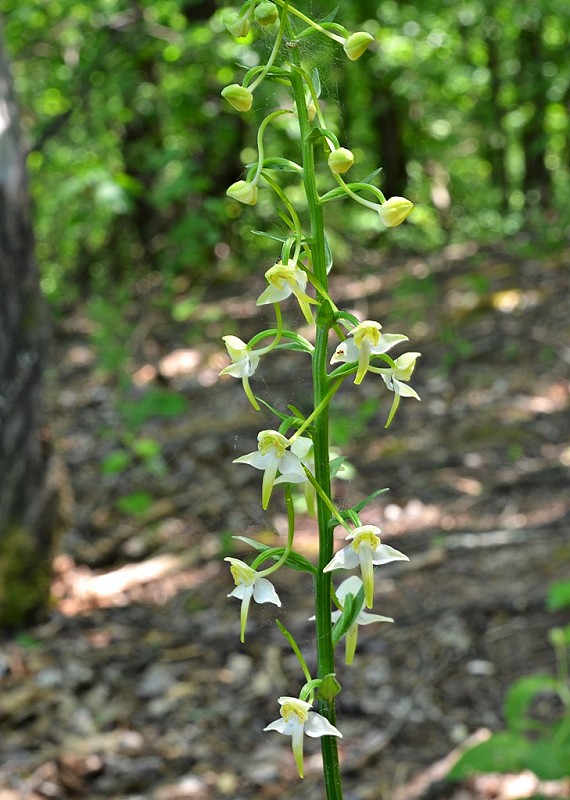 vemenník dvojlistý Platanthera bifolia (L.) Rich.