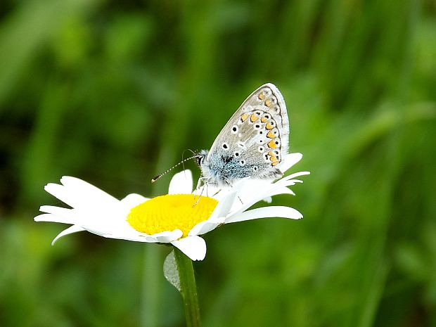 modračik obyčajný Polyommatus icarus