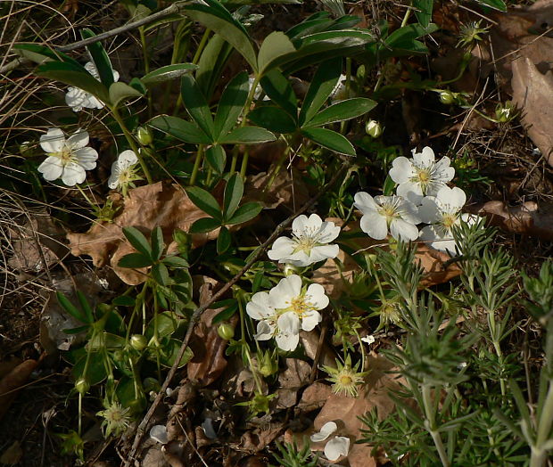 nátržník biely Potentilla alba L.