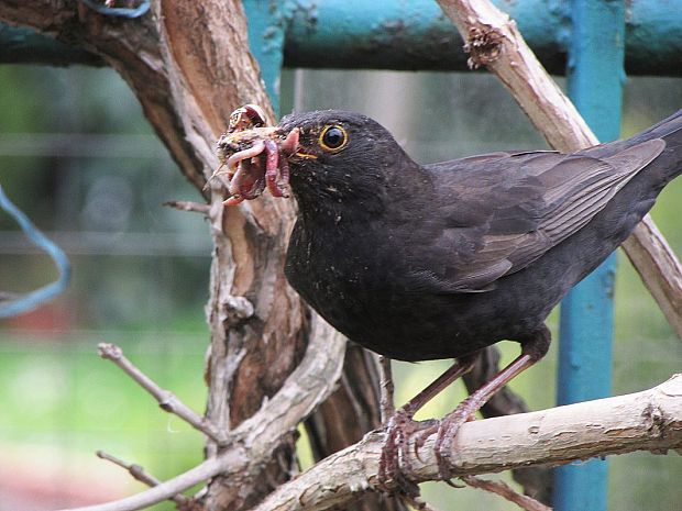 kos černý Turdus merula