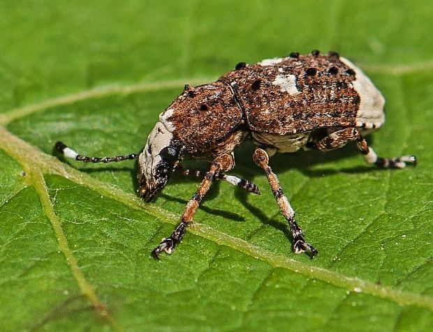 nosánik Anthribus albinus ♀