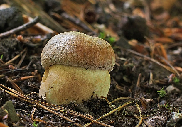 hríb dubový Boletus reticulatus Schaeff.