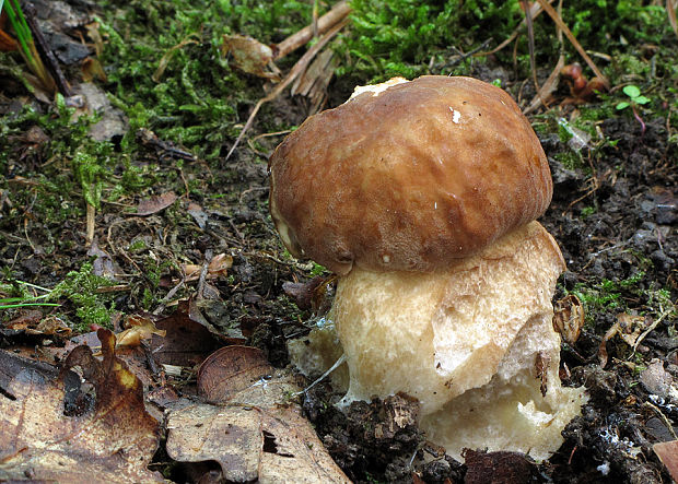 hríb dubový Boletus reticulatus Schaeff.