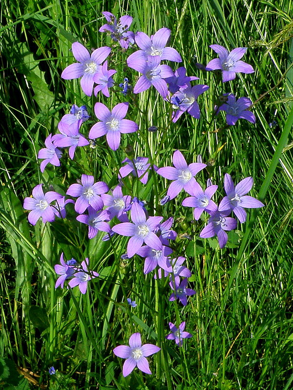 zvonček konáristý Campanula patula L.