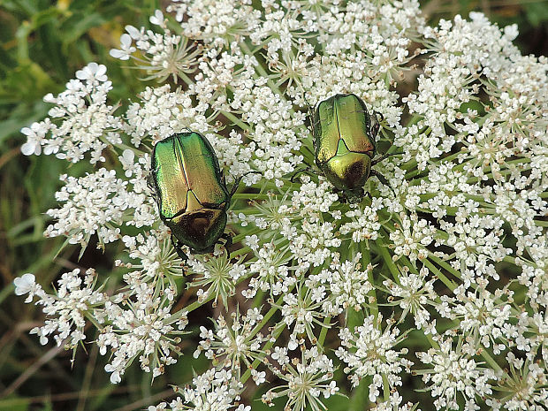 zlatoň obyčajný / zlatohlávek zlatý Cetonia aurata Linnaeus, 1758