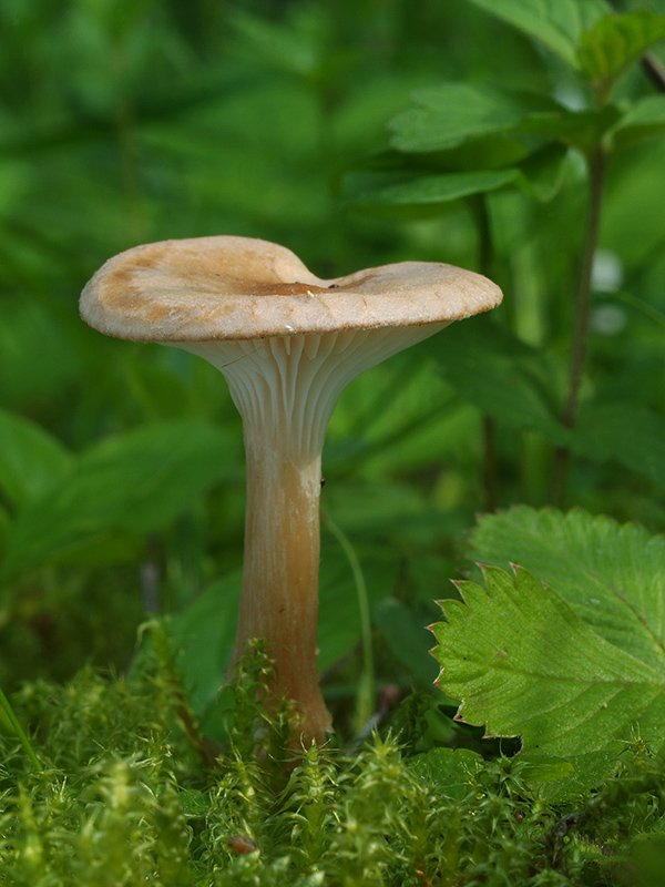 strmuľka rebernatá Clitocybe costata