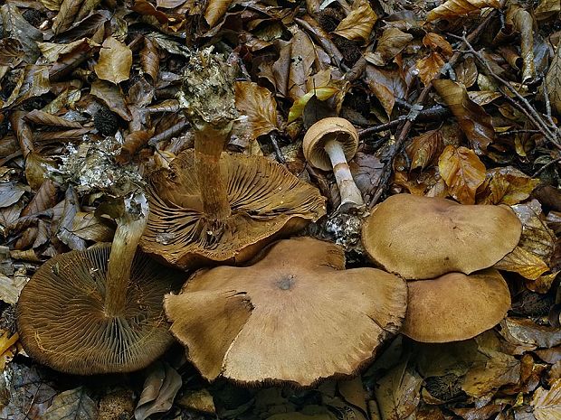 pavučinovec červenopásový Cortinarius armillatus (Fr.) Fr.