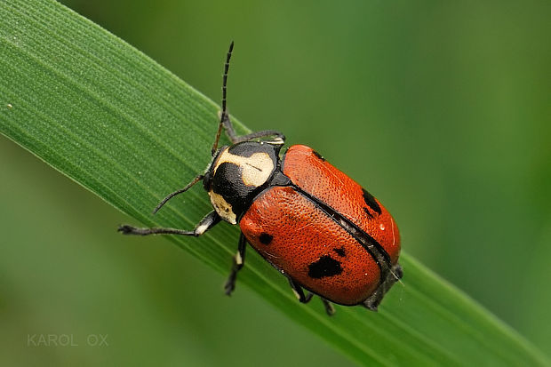 krytohlav Cryptocephalus octopunctatus