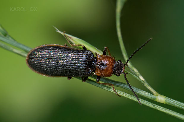 kováčik Denticollis linearis ♀