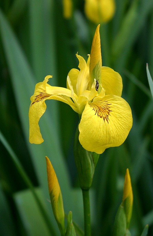 kosatec žltý Iris pseudacorus L.