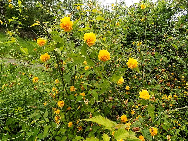 kéria japonská Kerria japonica (L.) DC.