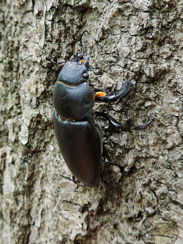 roháč veľký (obyčajný) / roháč obecný ♀ Lucanus cervus Linnaeus, 1758