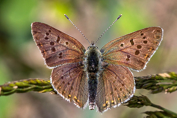 ohniváčik čiernoškvrnný  Lycaena tityrus