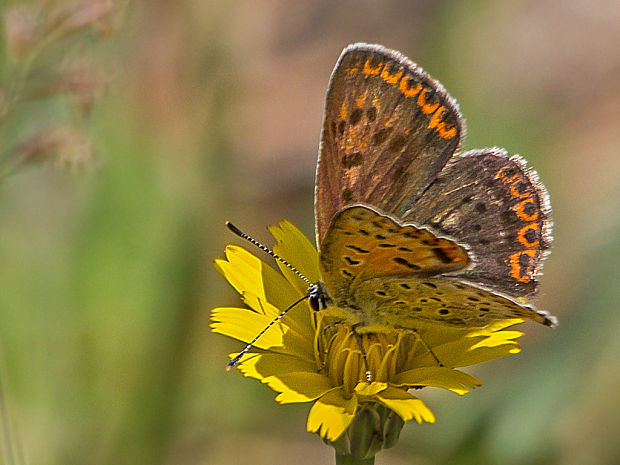 ohniváčik čiernoškvrnný   Lycaena tityrus