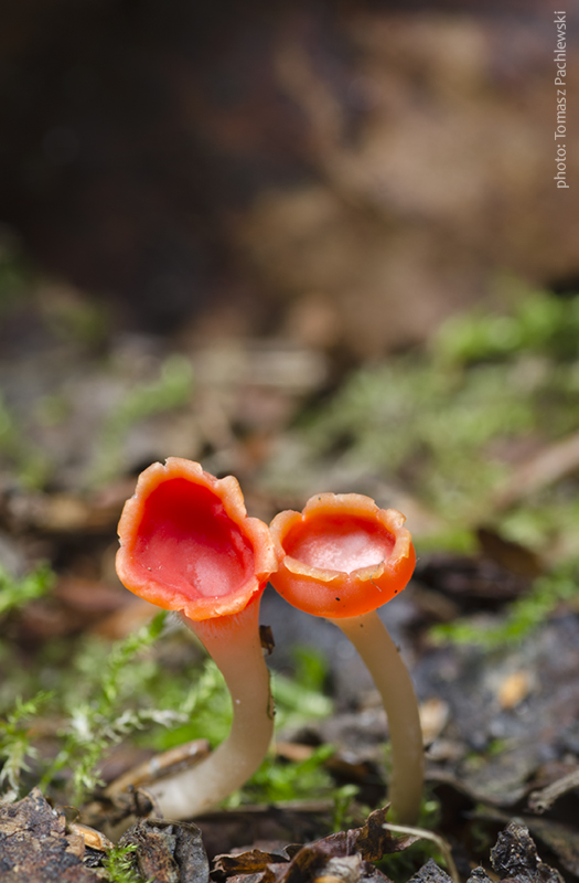 ohnivček zimný Microstoma protractum (Fr.) Kanouse