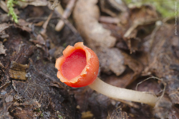 ohnivček zimný Microstoma protractum (Fr.) Kanouse