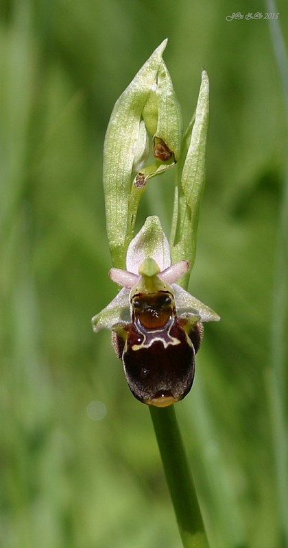 hmyzovník holubyho Ophrys holubyana András.