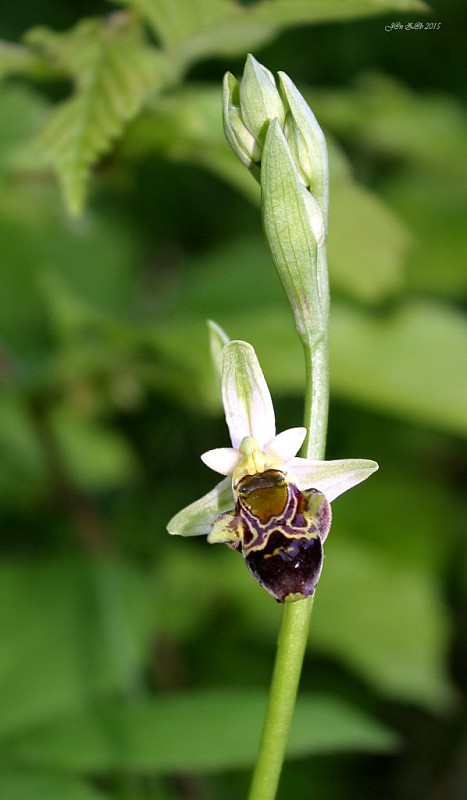 hmyzovník holubyho Ophrys holubyana András.