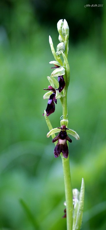 hmyzovník muchovitý Ophrys insectifera L.