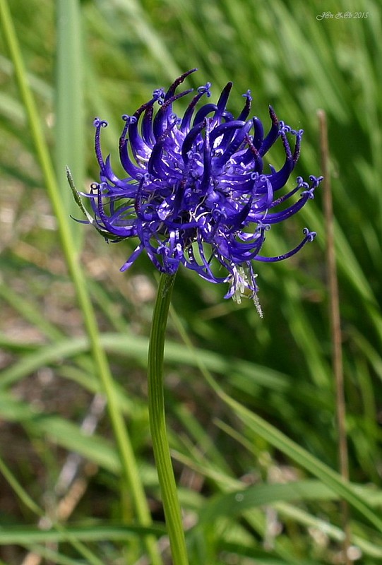 zerva hlavičkatá Phyteuma orbiculare L.