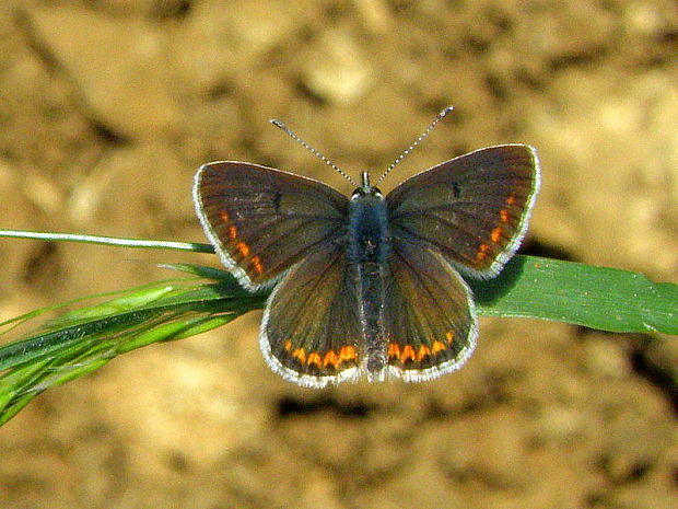 modráčik obyčajný Polyommatus icarus