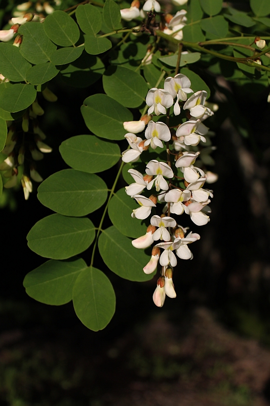 agát biely Robinia pseudoacacia L.