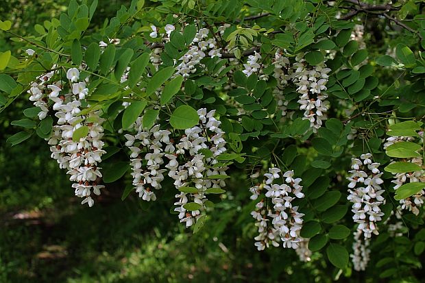 agát biely Robinia pseudoacacia L.