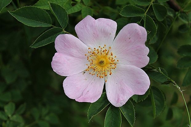 ruža šípová Rosa canina L.