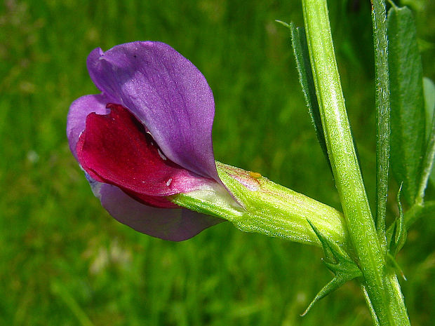 vika siata Vicia sativa L.