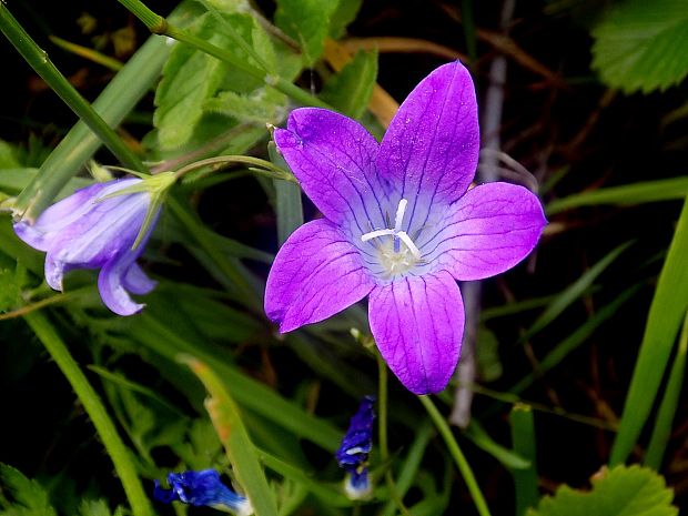 zvonček konáristý Campanula patula L.