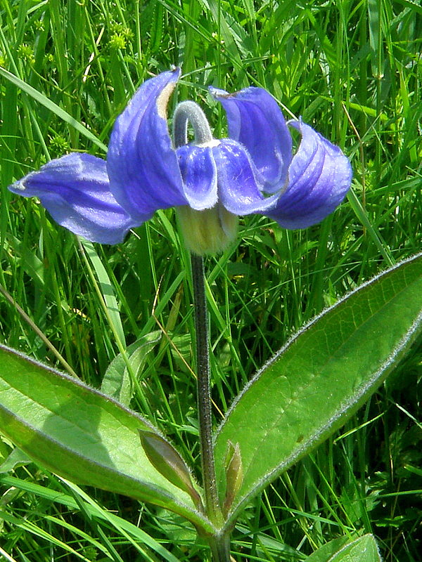 plamienok celistvolistý Clematis integrifolia L.