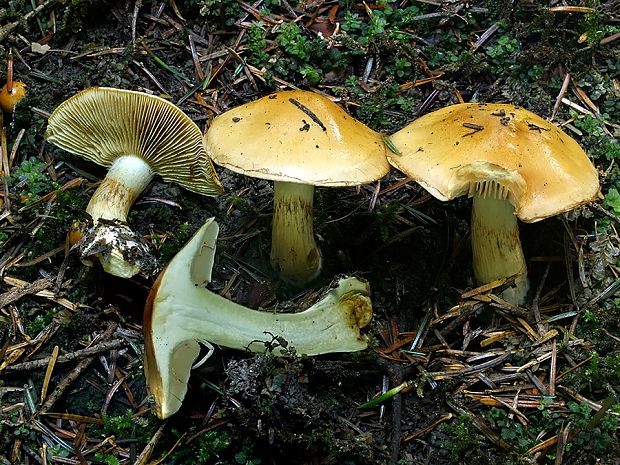 pavučinovec zlatohnedý Cortinarius percomis Fr.