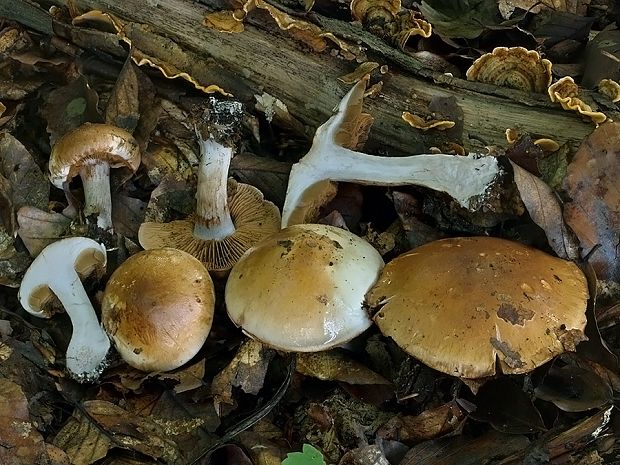 pavučinovec striedmy Cortinarius sobrius P. Karst.