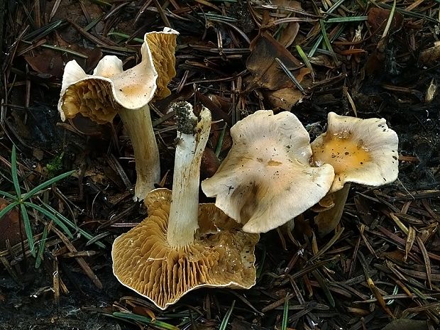 pavučinovec žlčový Cortinarius vibratilis (Fr.) Fr.