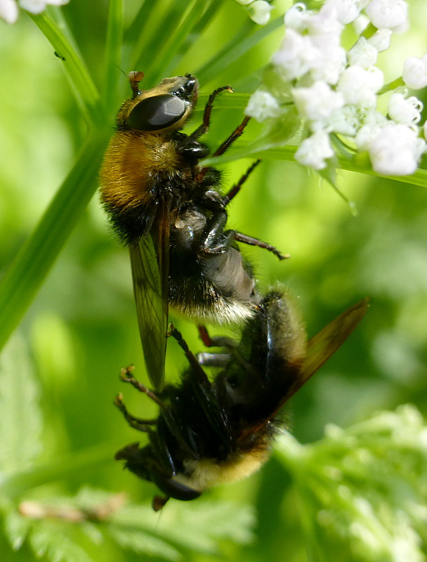 pestrica Criorhina berberina